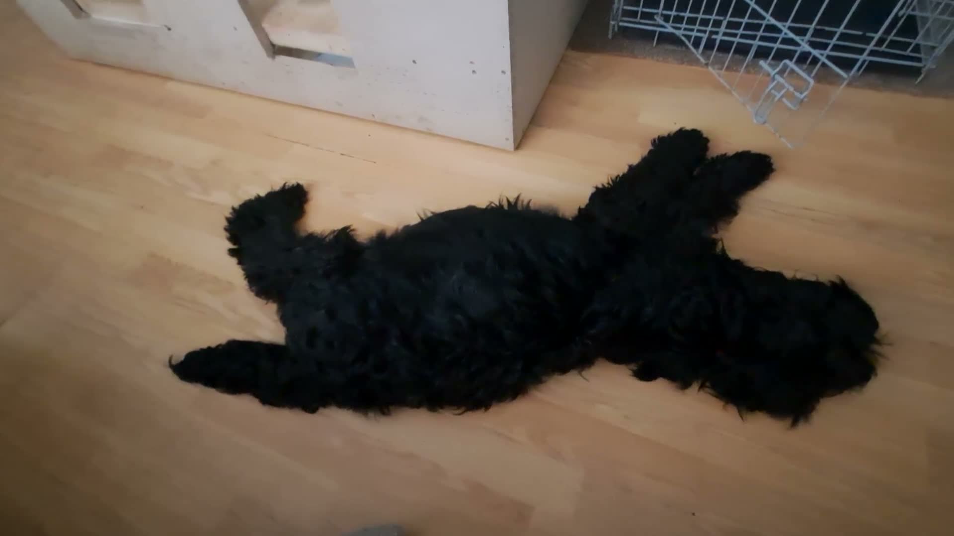 Cockapoo dogs for sale: Beautiful cockapoo puppies  - Video 3