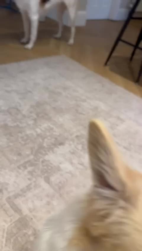 Mixed Breed dogs for adoption: Cynthia - Video 2