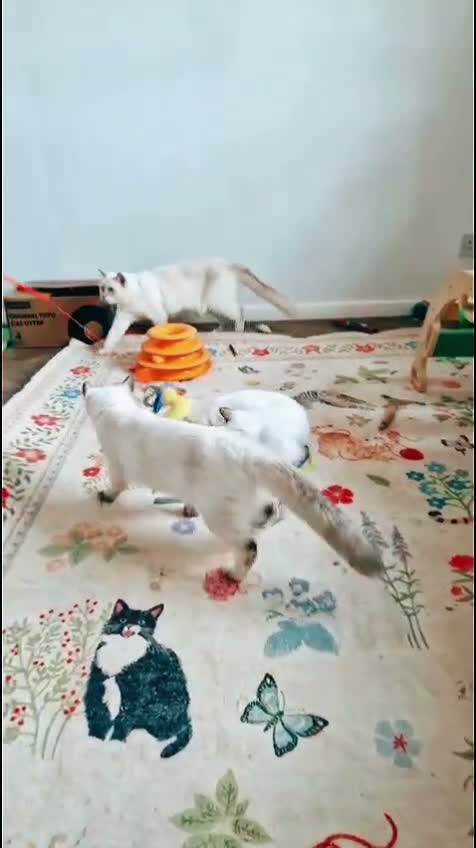Ragdoll cats for sale: GCCF Ragdoll Kittens - Fully Vacc & Health Checked - Video 1