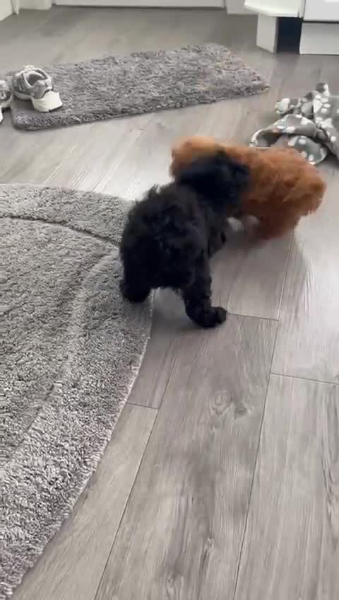 Cavapoo dogs for sale: Fully vaccinated 1 male 1 female ready now ! - Video 1