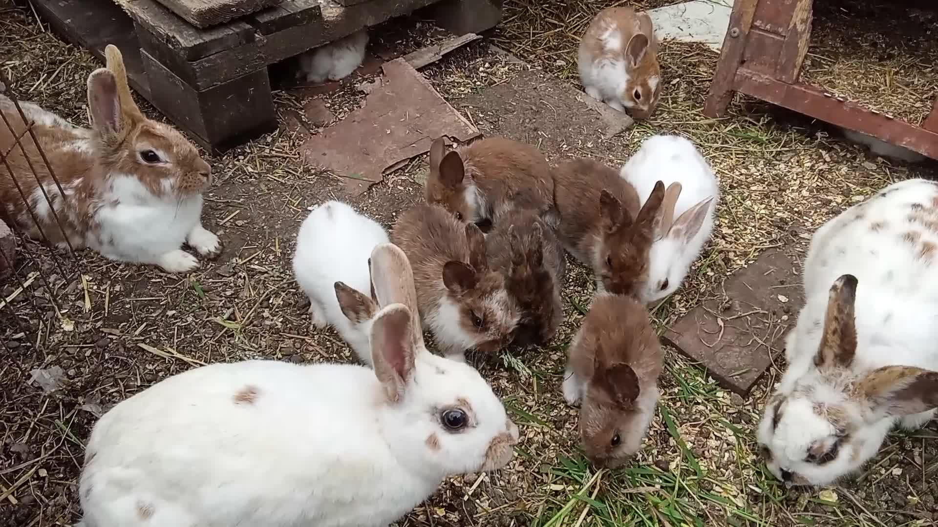 Mixed Breed rabbits for sale: Baby rabbits english in Redditch - Video 1