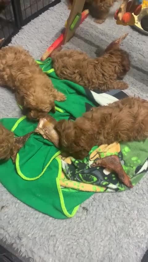 Cavapoo dogs for sale:  282 HEALTH TESTS ALL CLEAR WITH CERTIFICATES  - Video 1