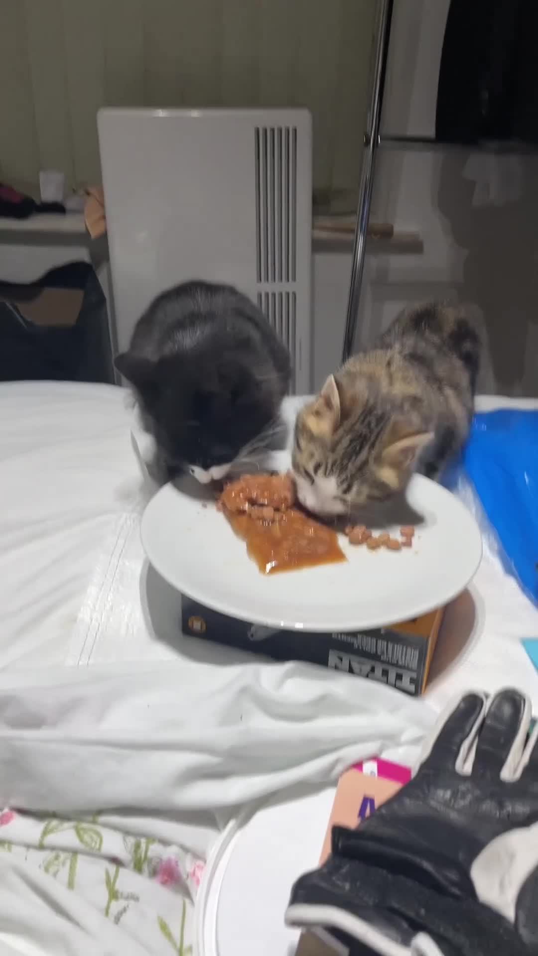 Siberian cats for sale: Michek Gorgeous Boy - Video 3