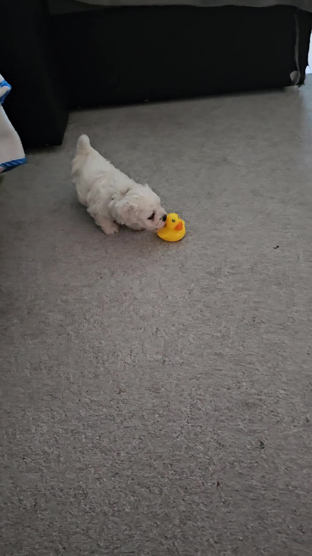 Bichon Frise dogs for sale: Bichon frise - Video 1