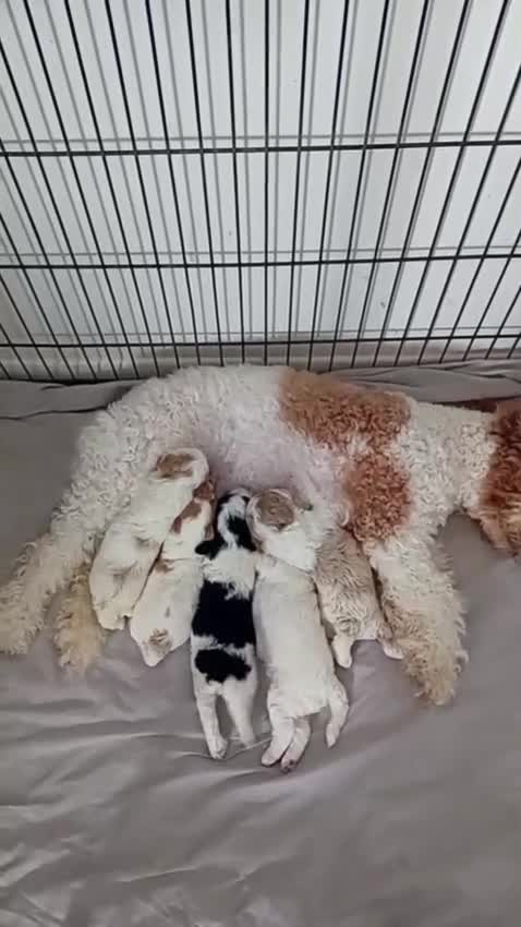 Cavapoo dogs for sale: 2 beautiful females needing a forever home ASAP!!! - Video 2