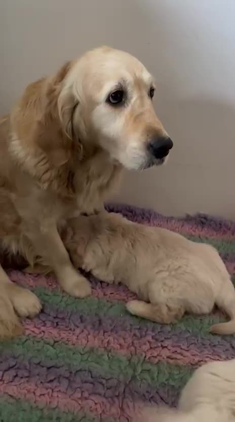 Golden Retriever dogs for sale: Golden retriever puppy's  - Video 1