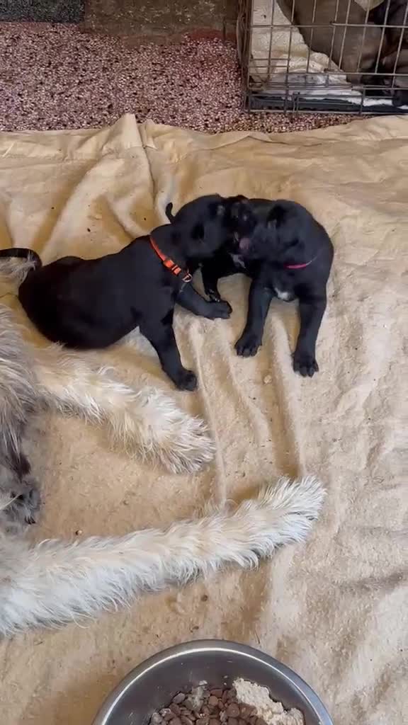 Irish Wolfhound dogs for sale: Irish wolfhound  - Video 3
