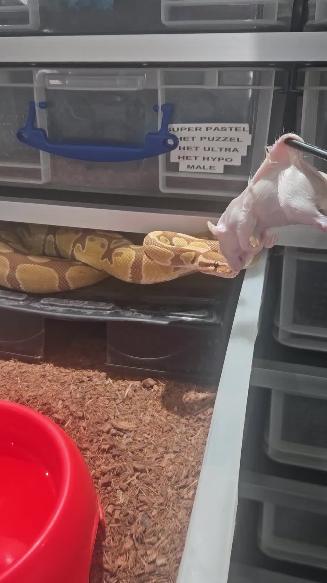 Python Snake reptiles for sale: Ultramel proven breeder male - Video 2