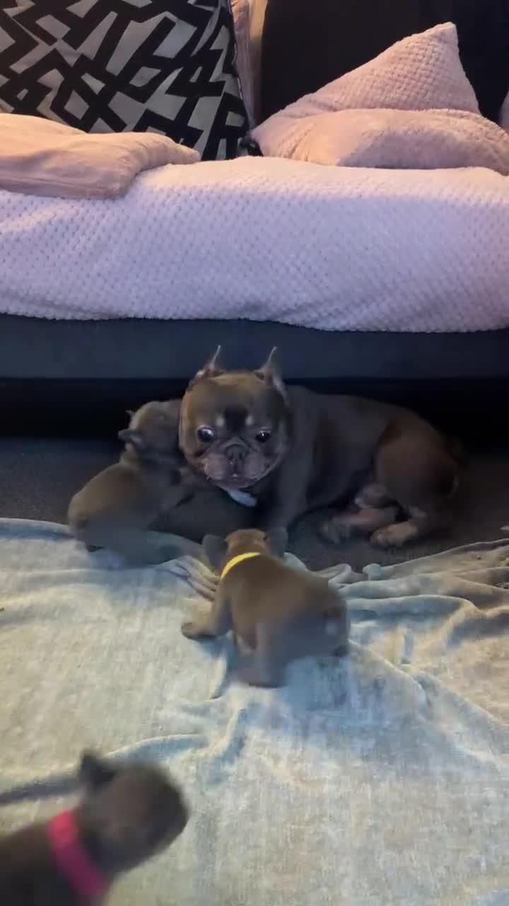 French Bulldog dogs for sale: Ready to Go Frenchie Pups (1 Left) - Video 3