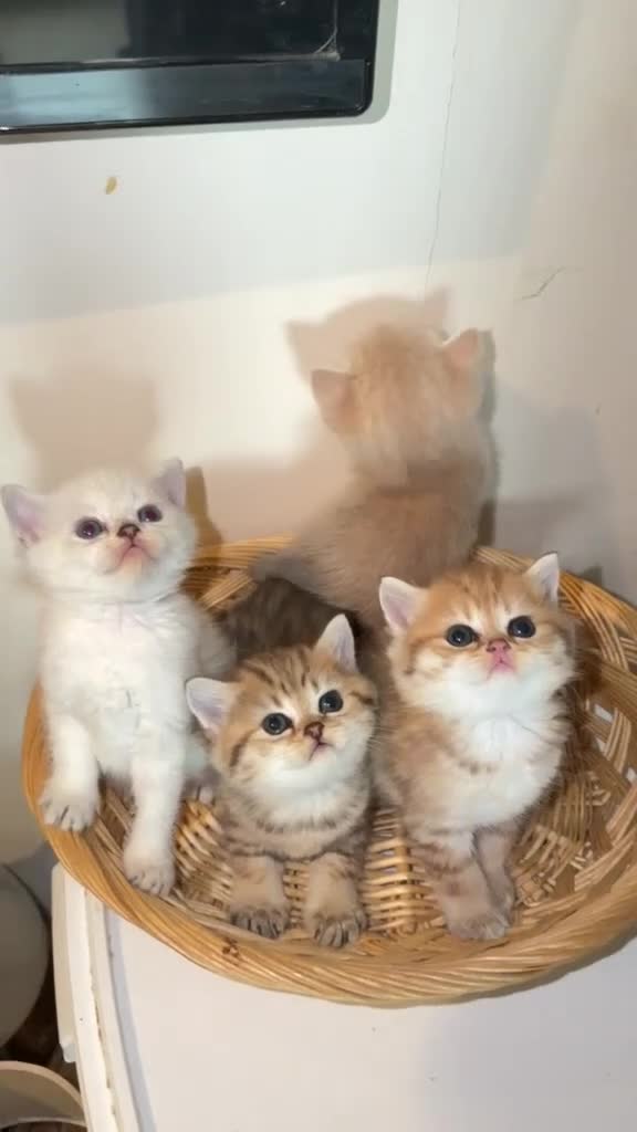 British Shorthair cats for sale: British Longhair & British Shorthair Kittens - Video 2
