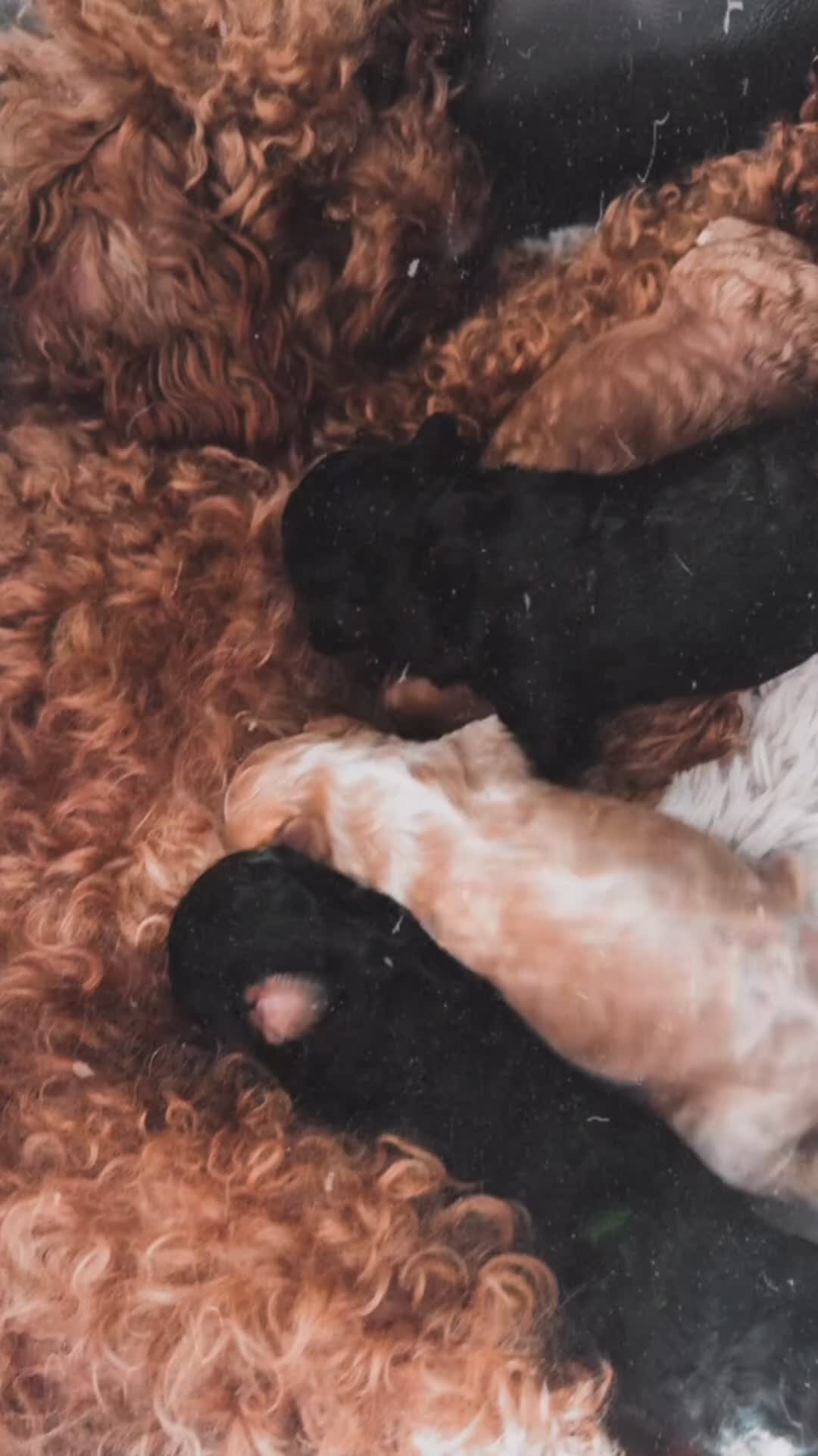 Cavapoo dogs for sale: Cavapoo Puppies  in Nuneaton - Video 1