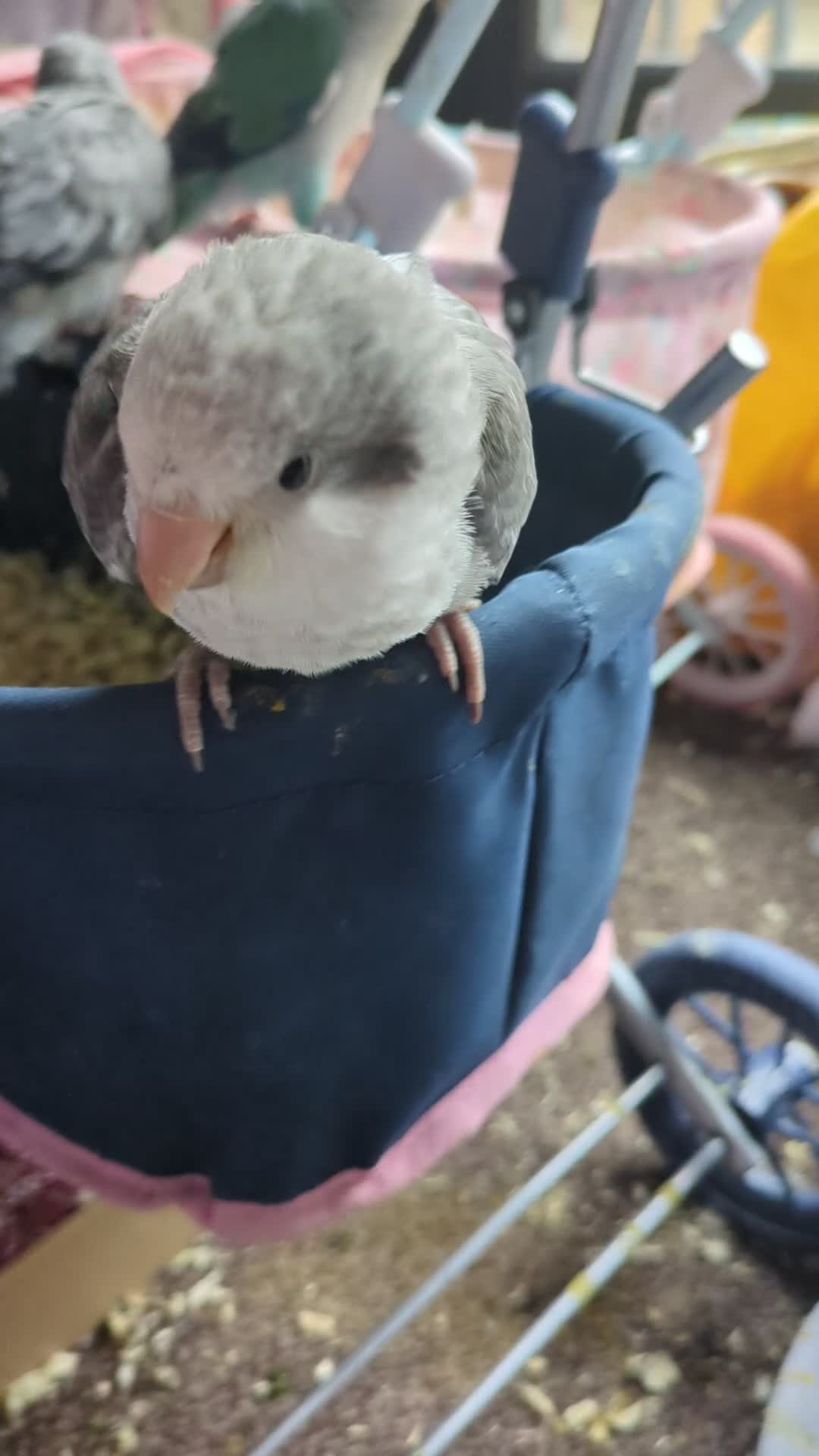 Parakeets birds for sale: Hand reared tamed white and cobalt Quaker parrots  - Video 2