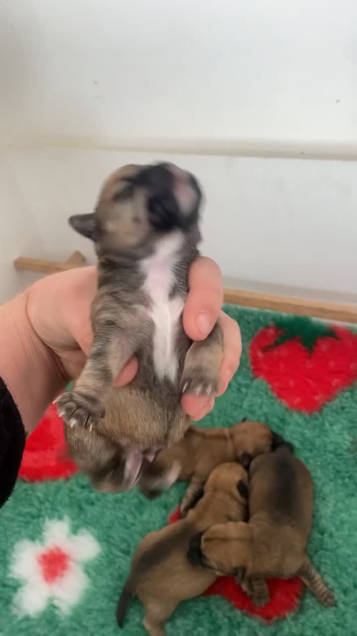Mixed Breed dogs for sale: 4 male Border/Cairn Terriers - Video 1