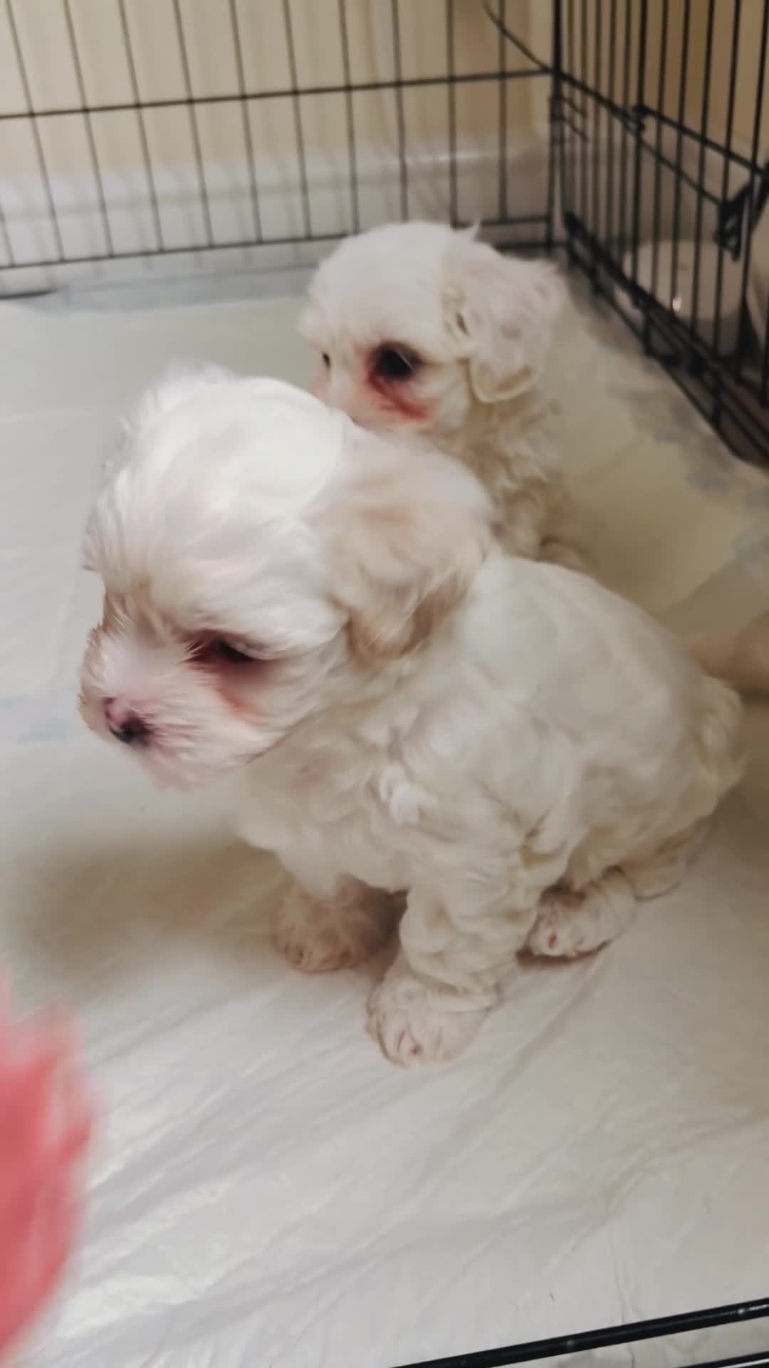 Bichon Frise dogs for sale: Bichon Frise Puppies for Sale 🐶 - Video 2
