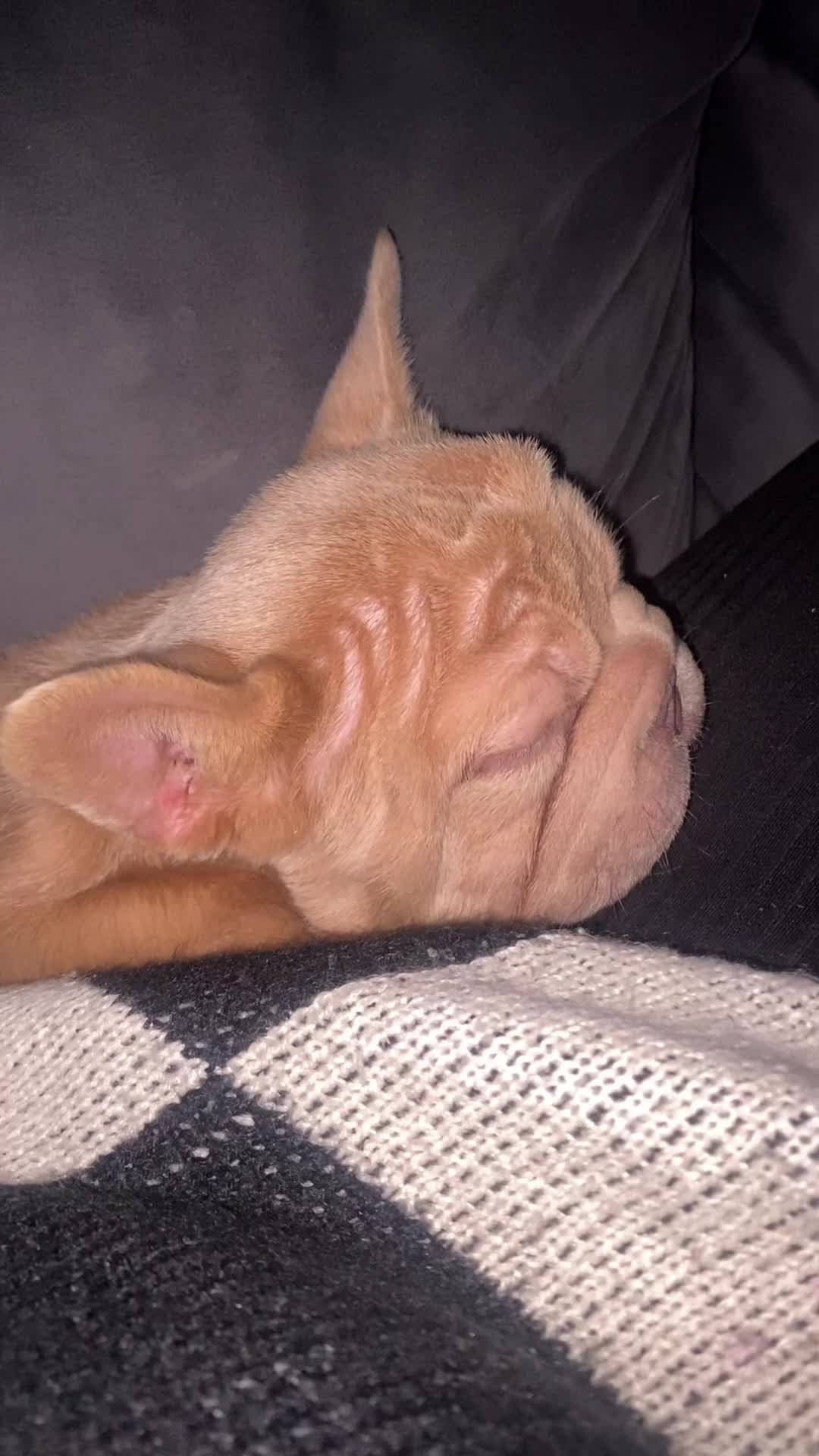 French Bulldog dogs for sale: Shaddy - Video 2