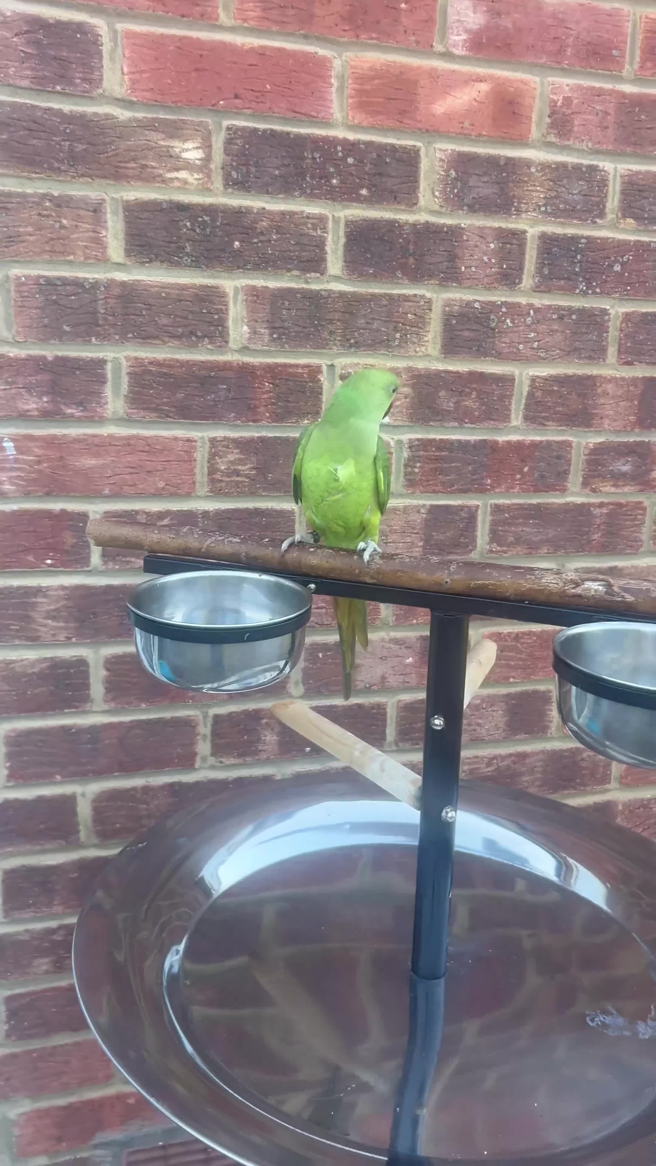 Ringnecks birds for sale: Young male Indian ringneck - Video 4