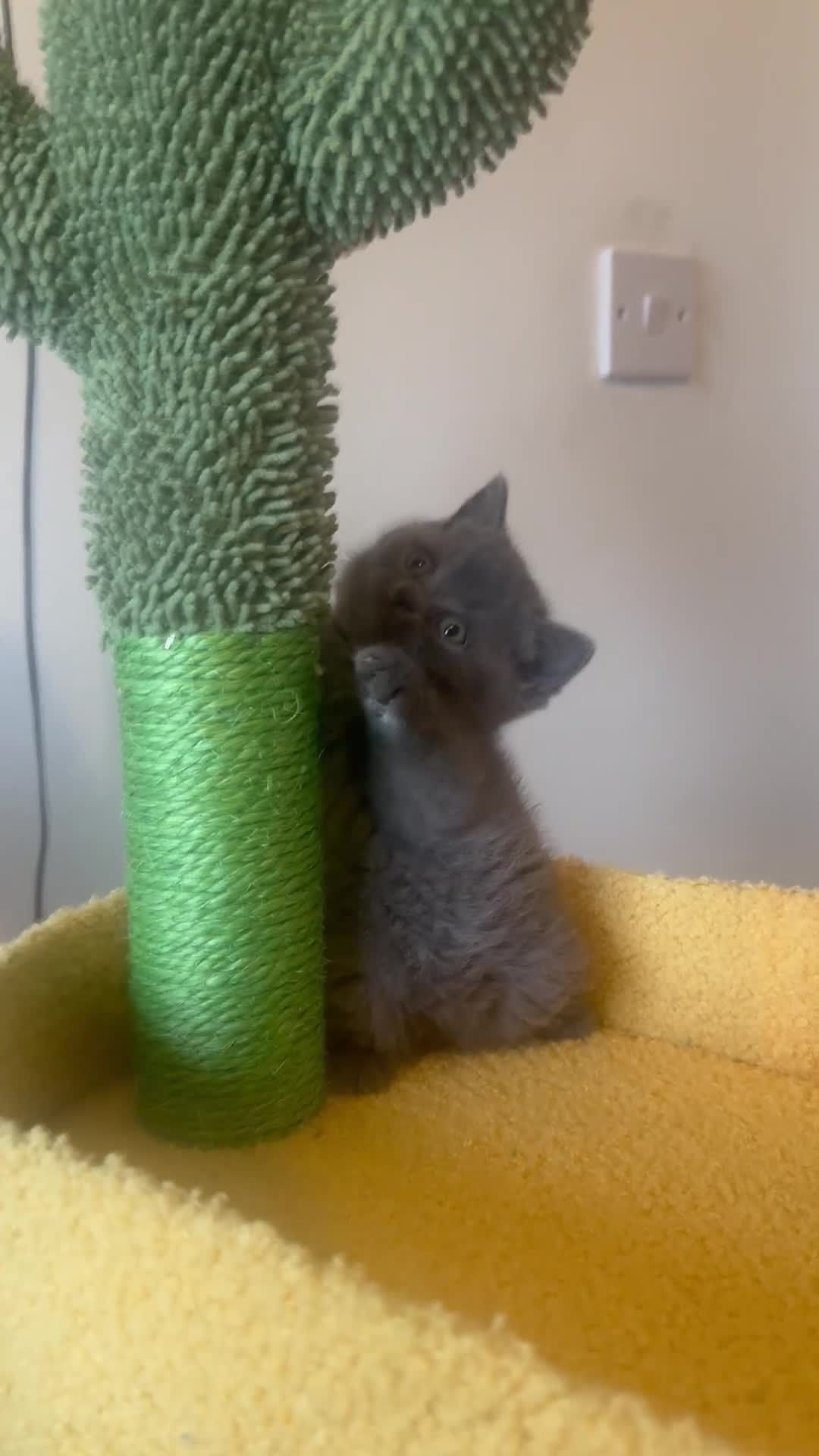 British Shorthair cats for sale: Blue British shorthair 🏆🏆🏆💙💙💙 - Video 1