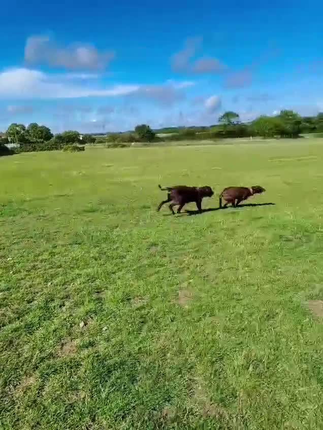 Labrador Retriever dogs for sale: Female Labrador 10 months old  - Video 1