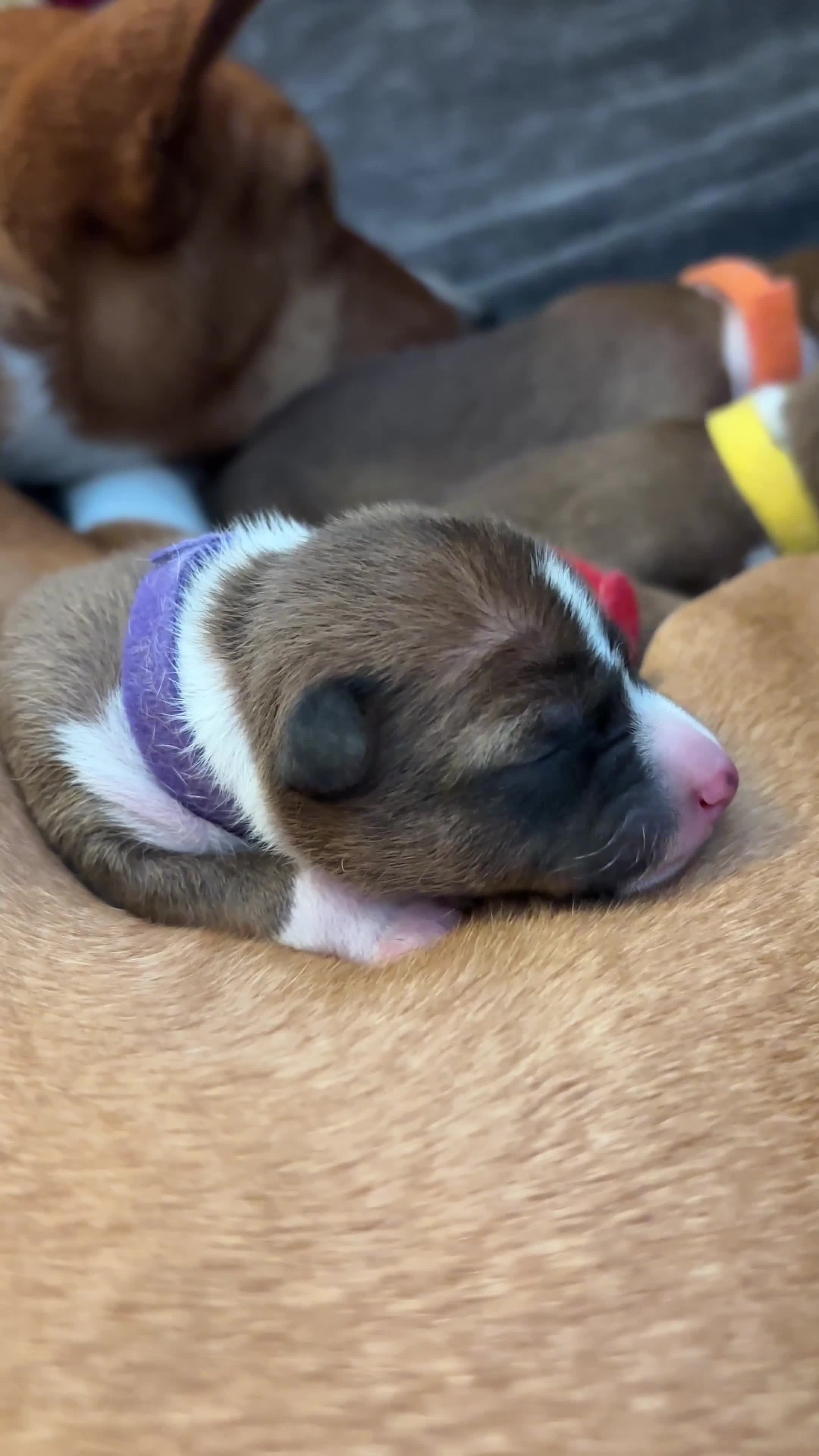 Basenji dogs for sale: Basenji puppies  - Video 2