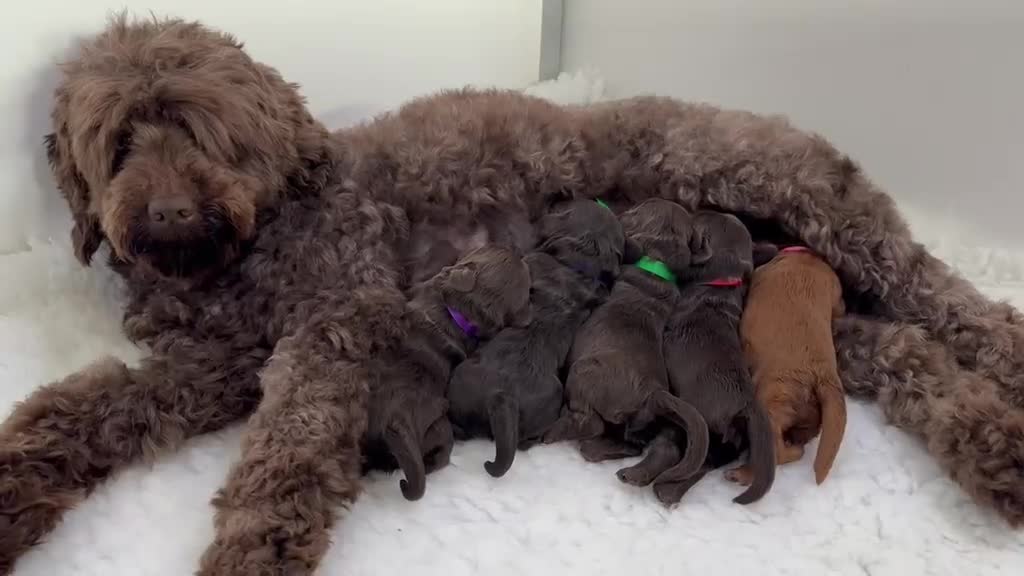 Australian Labradoodle dogs for sale: Superior Authentic Australian Labradoodle Puppies - Video 2