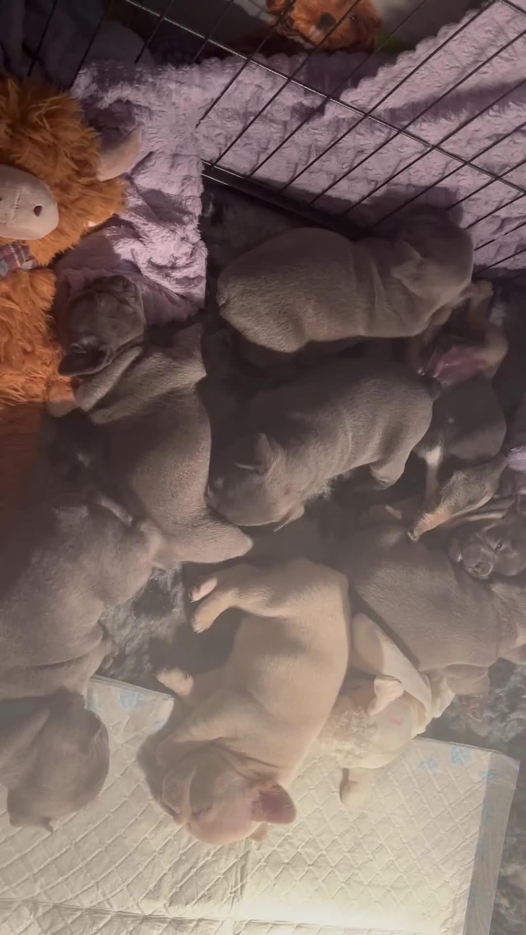 French Bulldog dogs for sale: Beautiful KC registered French Bulldog Puppies - Video 1