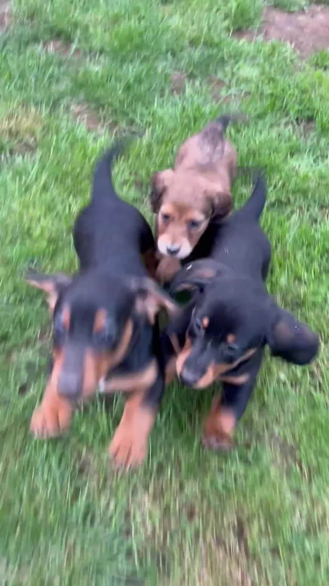 Miniature Dachshund dogs for sale: ***mini dachshunds*** in Nottingham - Video 1
