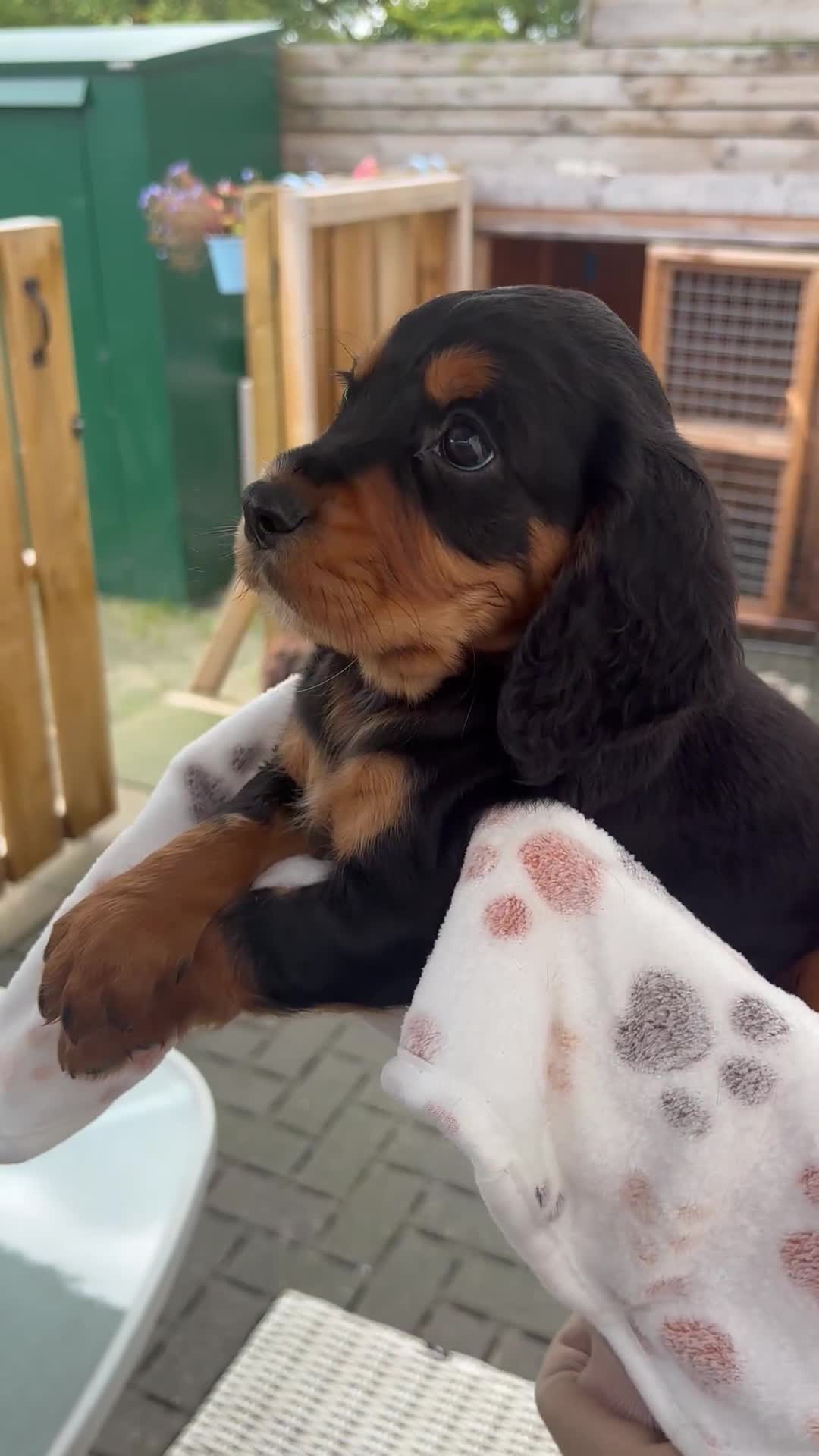 Cocker Spaniel dogs for sale: Working Cocker Spaniels  - Video 5