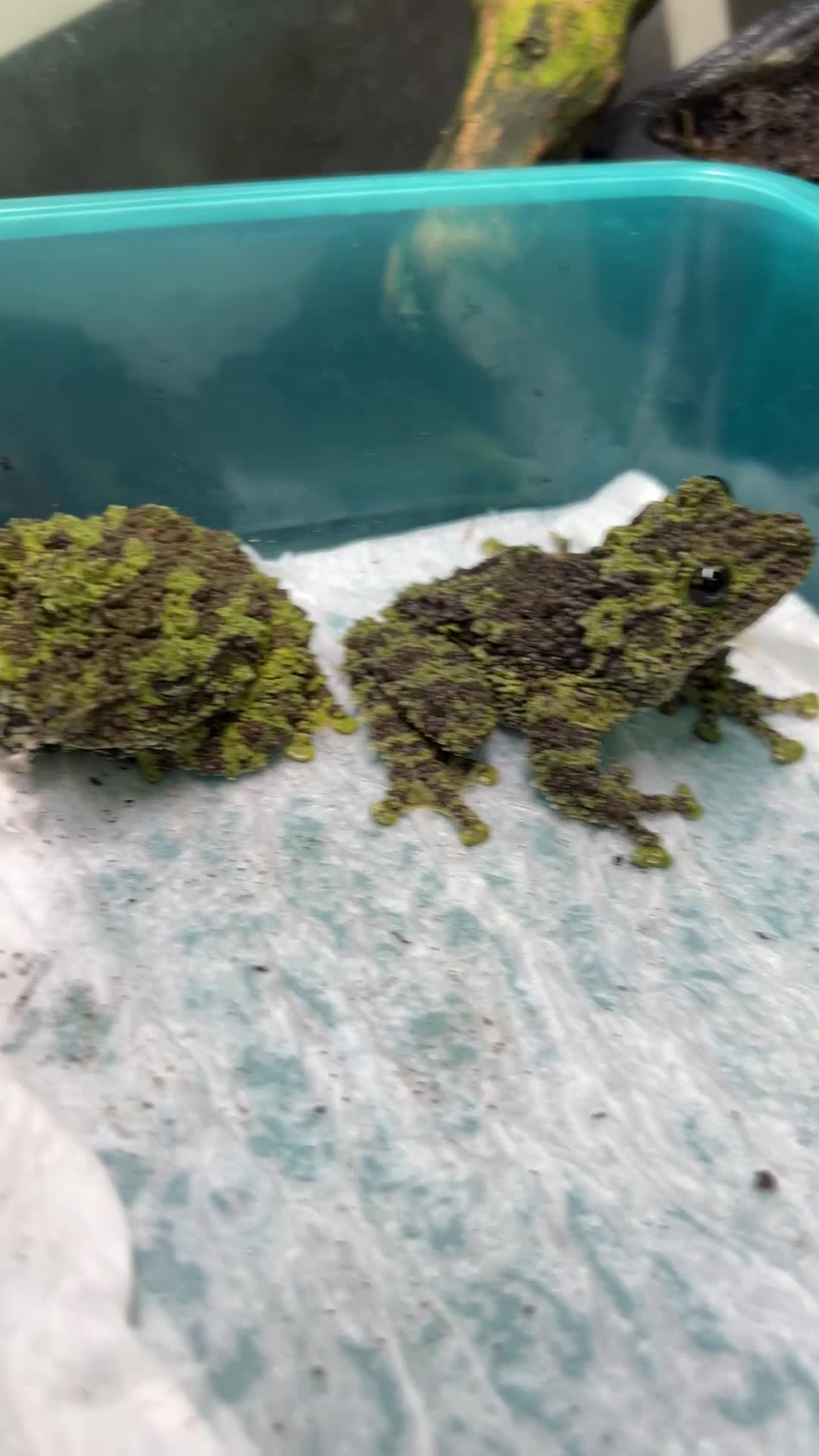 Frog reptiles for sale: 2 Vietnamese Mossy Frogs in Eastleigh - Video 1
