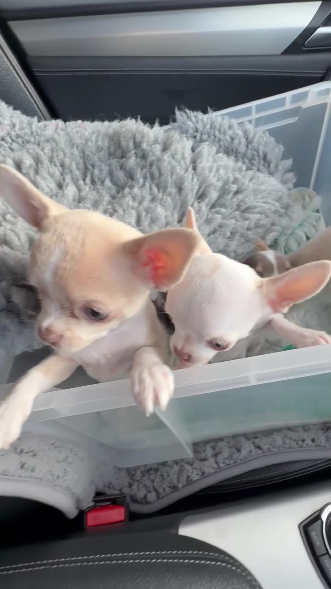 Chihuahua dogs for sale: Exquisite KC Registered Apple Chihuahua Puppies 💖 - Video 4
