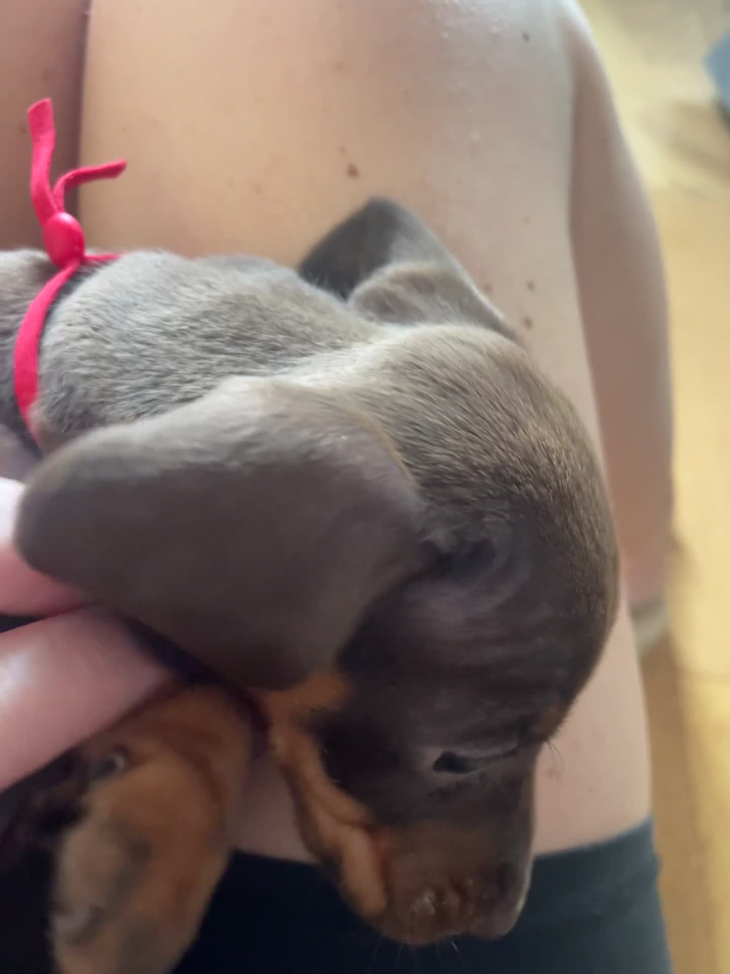 Miniature Dachshund dogs for sale: Last 2 chocolate / tan left 🩷💙 - Video 1