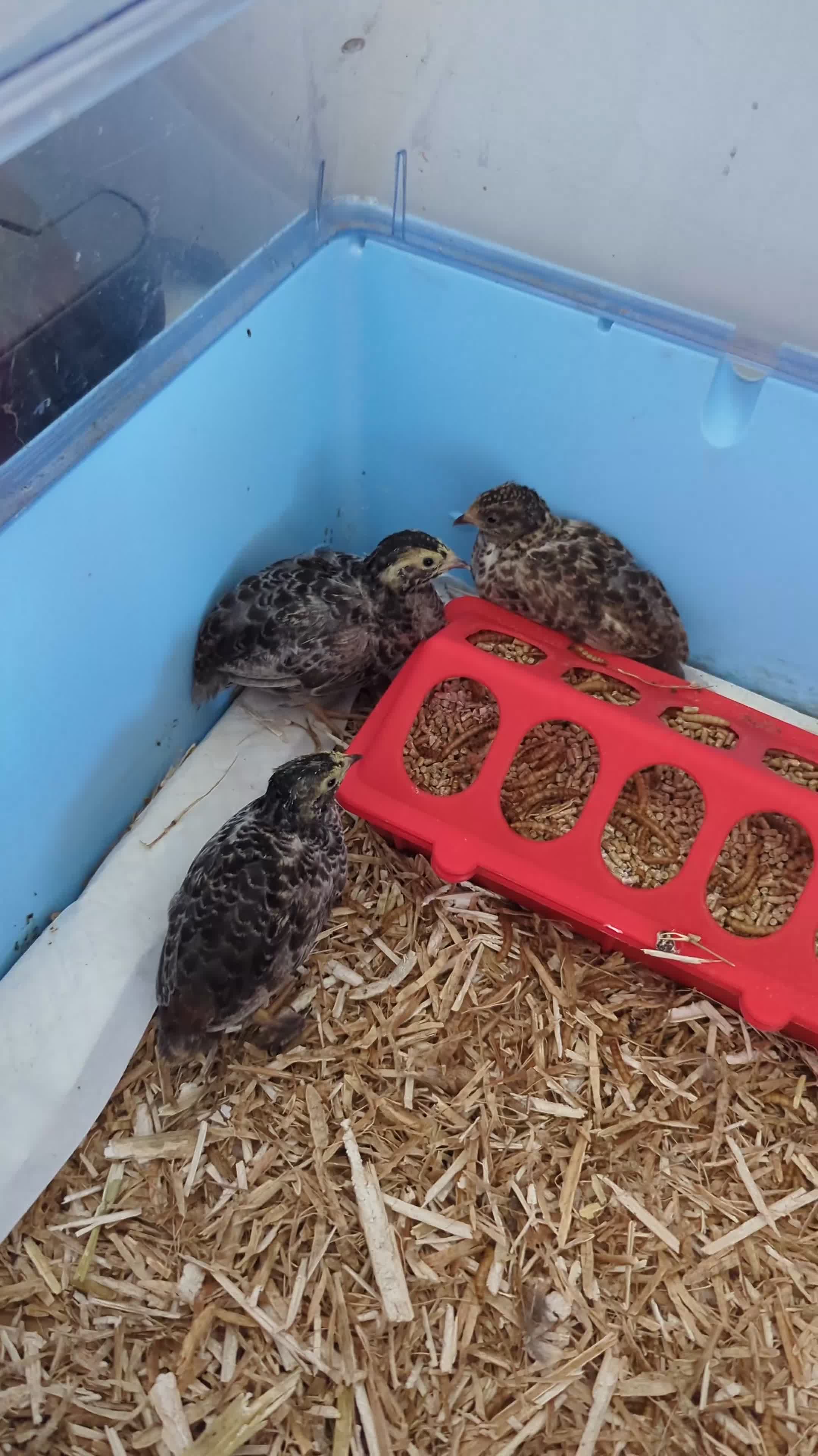 Quail poultry for sale: Chinese painted quail  in Seaham - Video 3