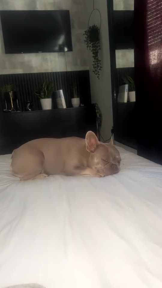 French Bulldog dogs for sale: French bulldog puppies for sale 💥‼️ - Video 2