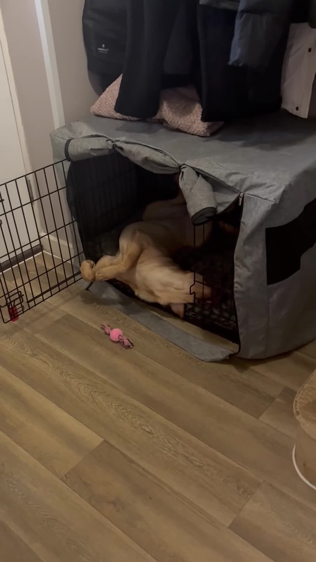 Labrador Retriever dogs for sale: Maple - A puppy full of love to give - Video 1