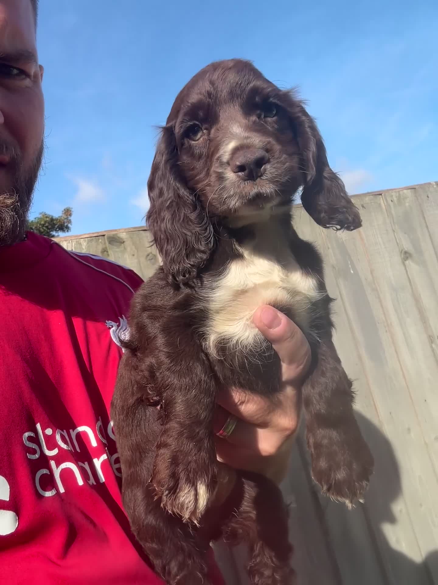 Cocker Spaniel dogs for sale: Working Cocker Spaniel - Video 1