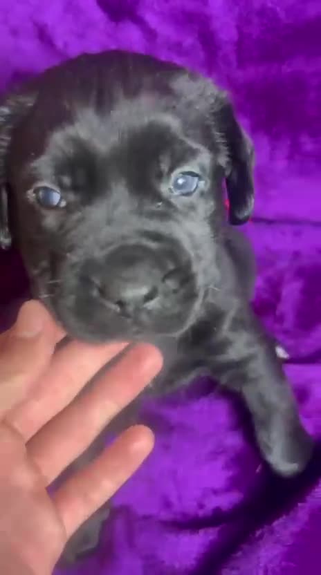 Mixed Breed dogs for sale: Cane Corso × Rottweiler/Bordeaux Puppies All Girls - Video 4