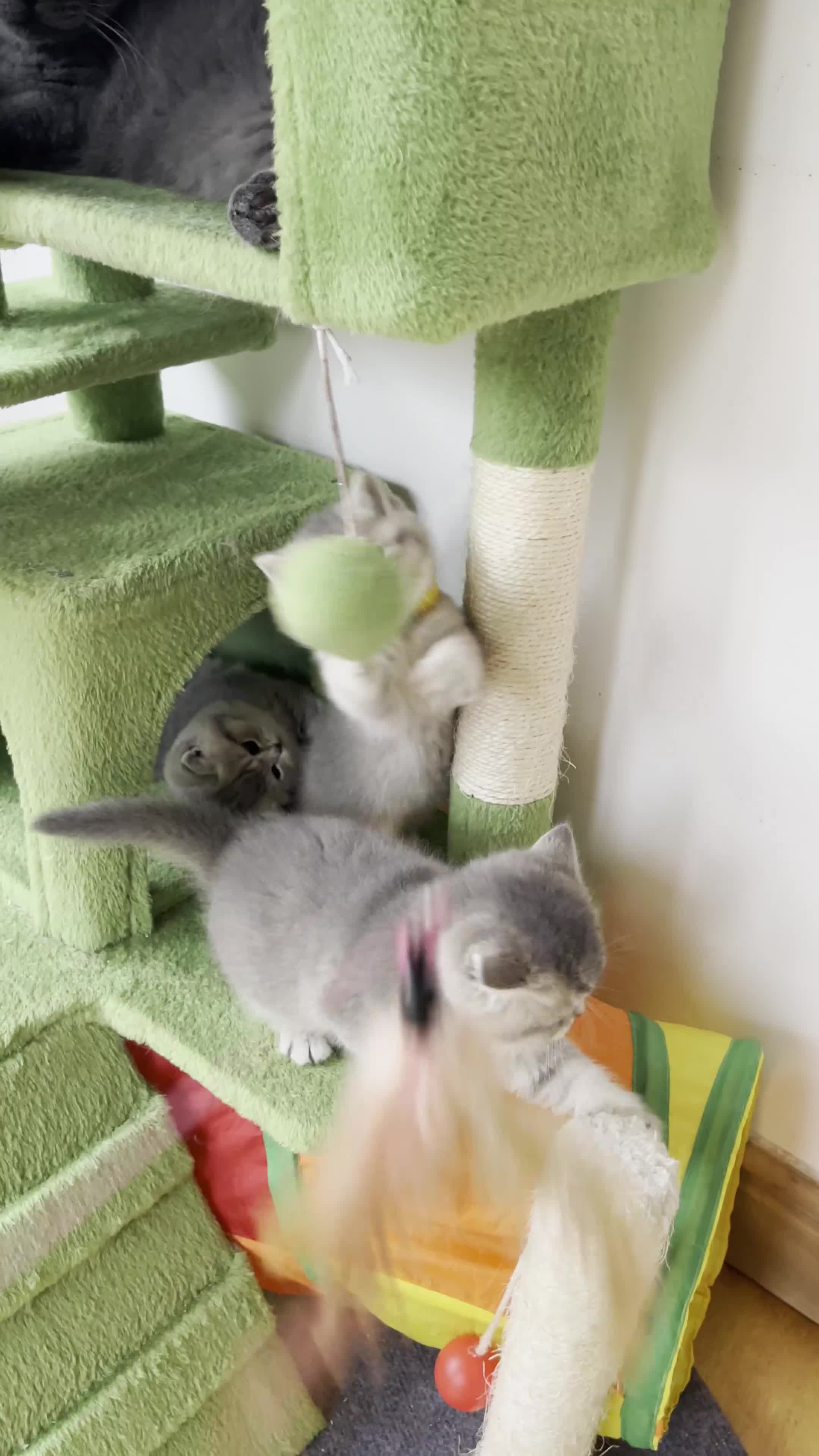 British Shorthair cats for sale: 3 GCCF British Shorthair Kittens– Champion Lines - Video 1