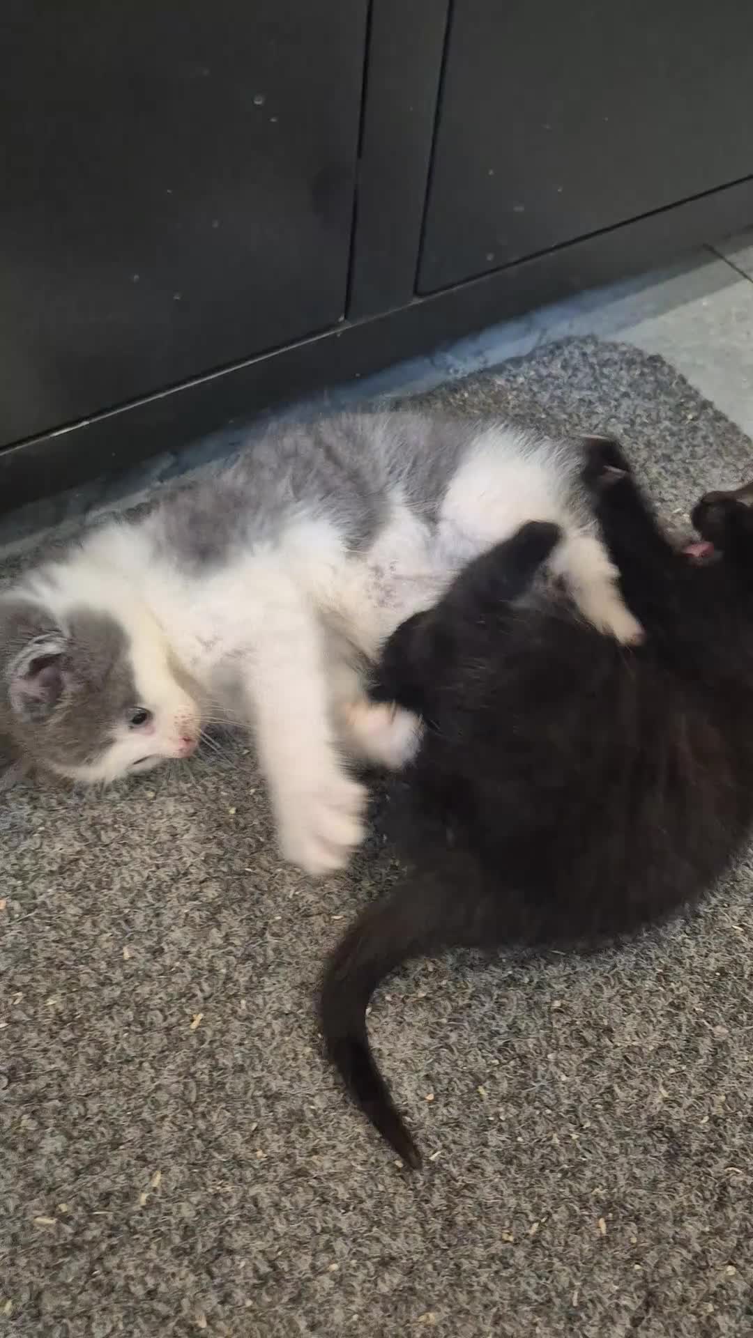 Nebelung cats for sale: 2 gorgeous nebelung kittens - Video 1