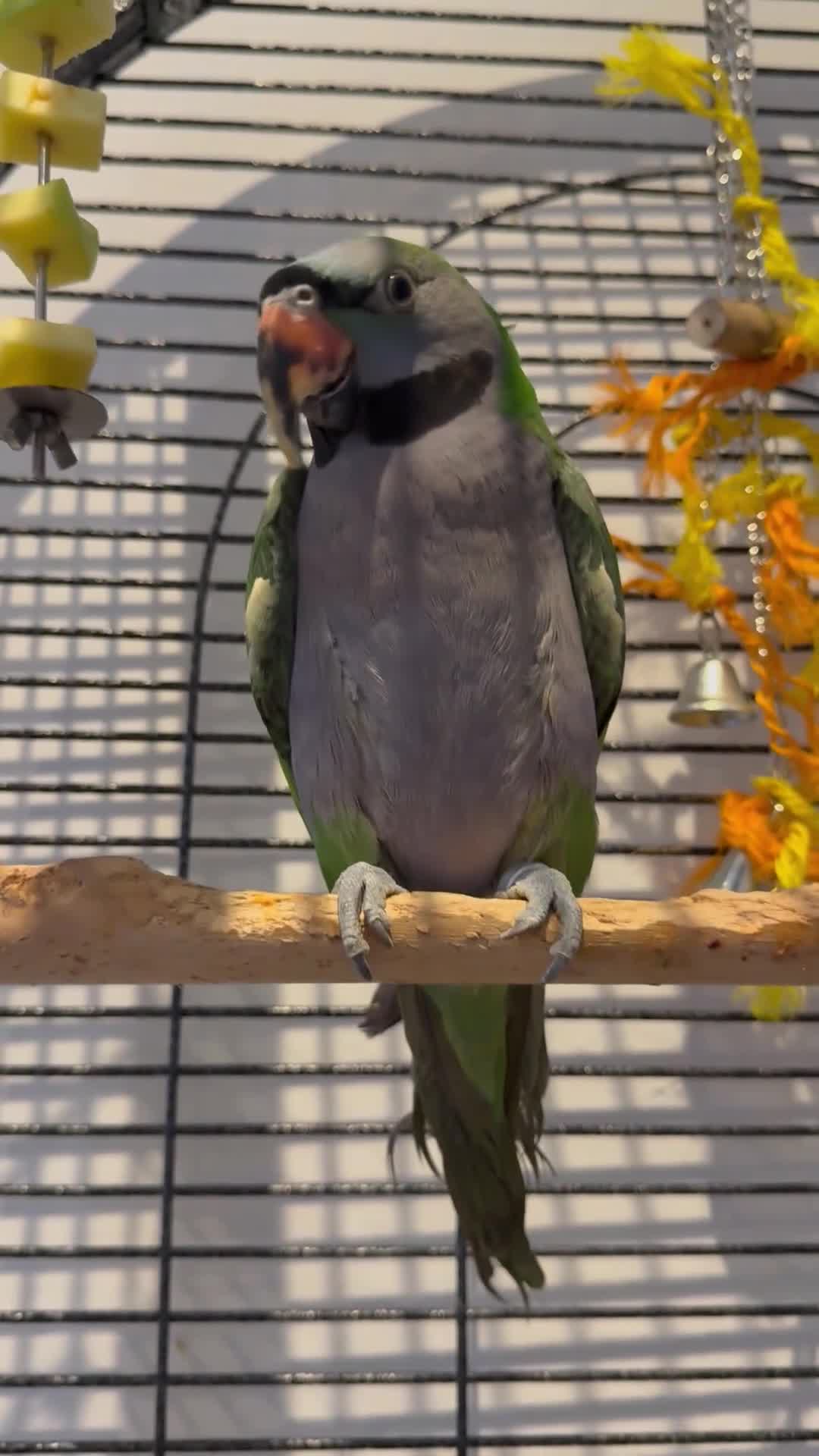 Parrots birds for sale: Derbyan parrot looking for a new home  - Video 1