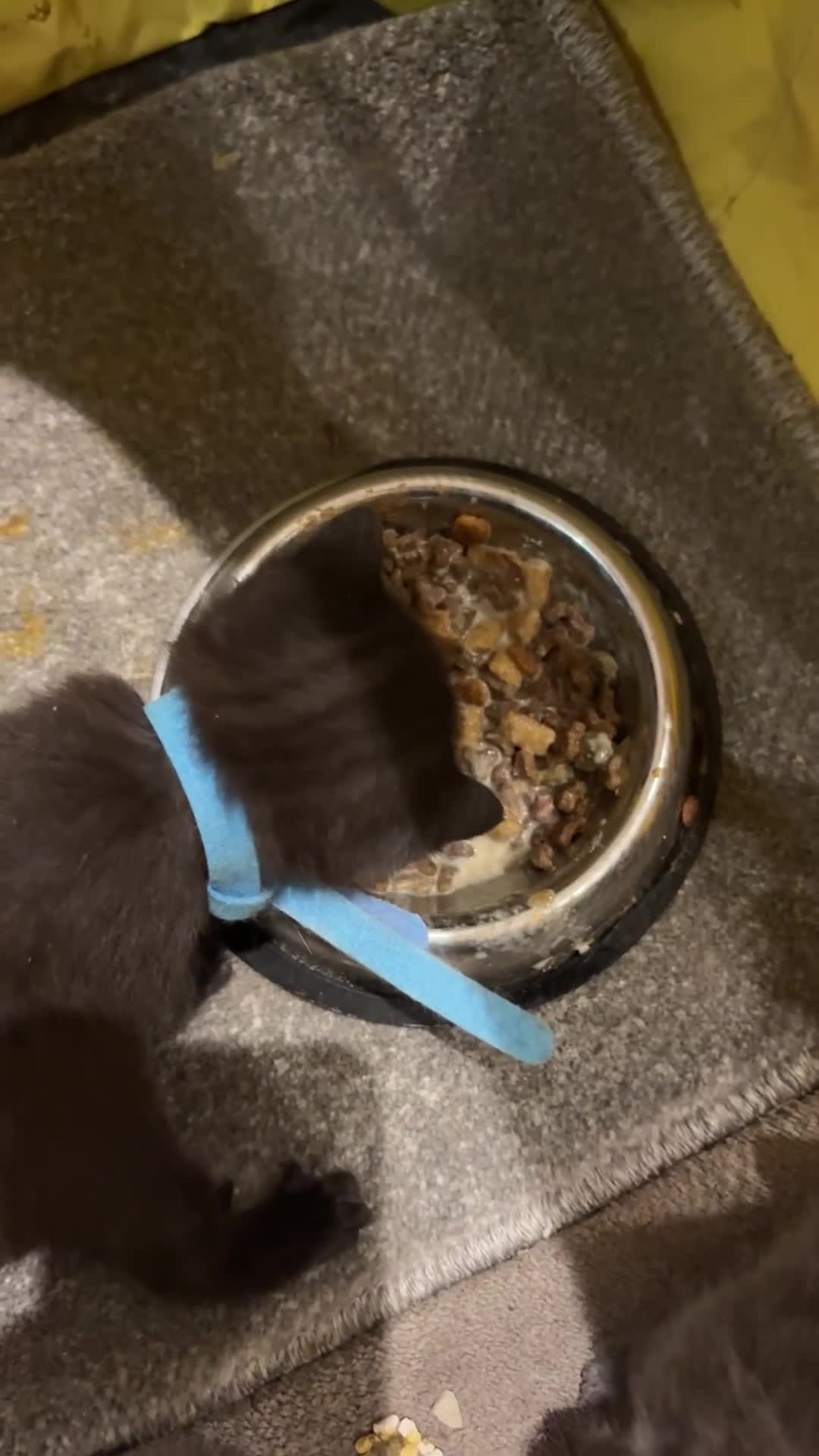 British Shorthair cats for sale: British Shorthair kittens grey/chocolate colours - Video 2