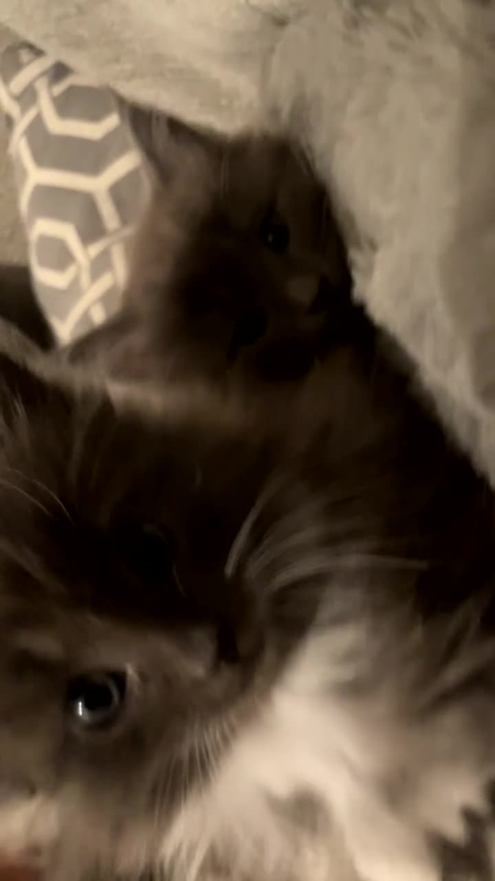 Ragdoll cats for sale: 4 maincoon x ragdoll kittens - Video 1