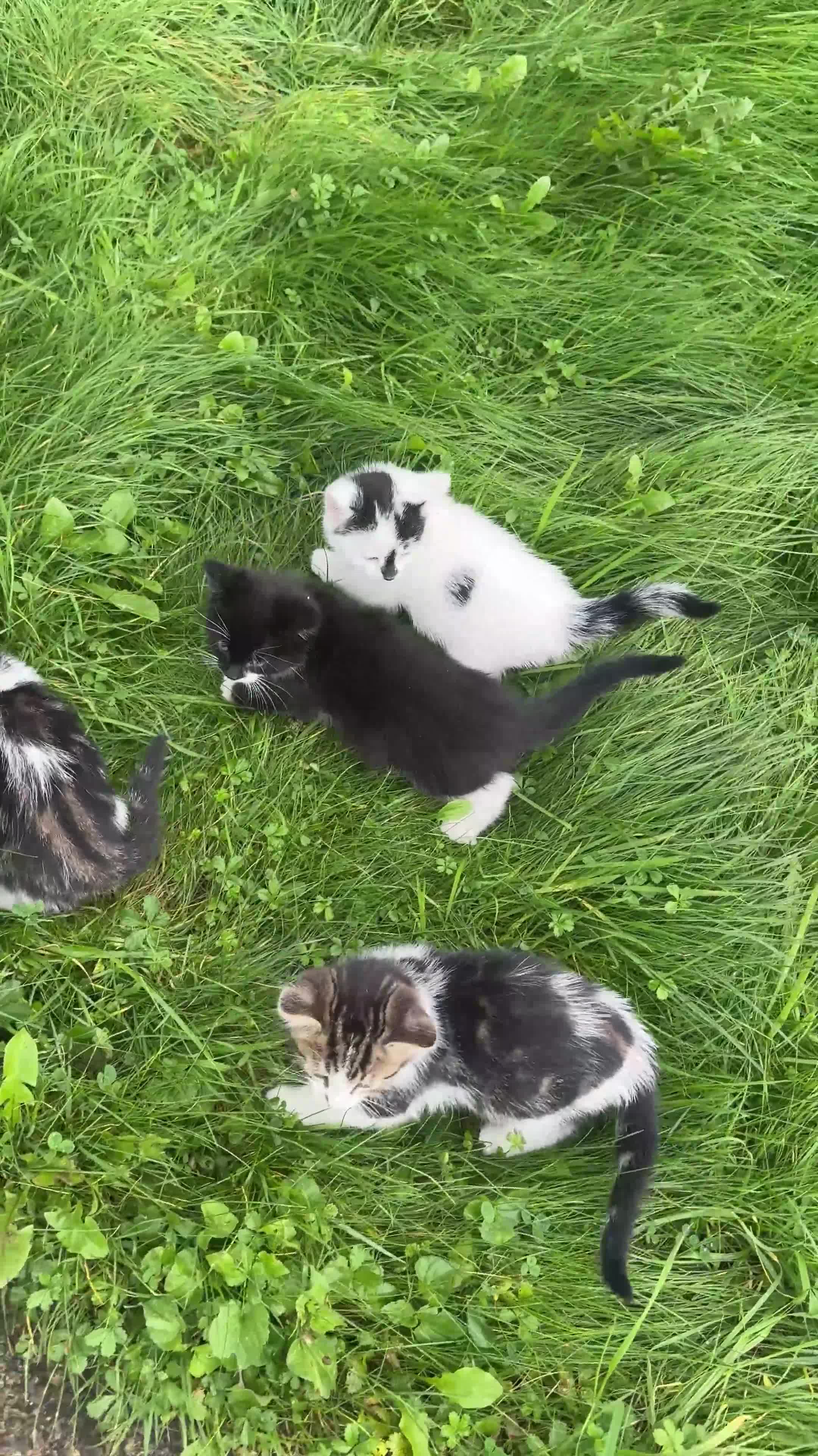 Domestic Shorthair cats for sale: Adorable Kittens Looking for Loving Homes 🐾 - Video 1