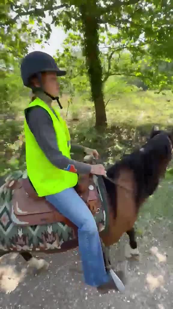 American Standardbred horses for sale: Dallas 14.2hh American Standardbred Gelding 9yo - Video 2