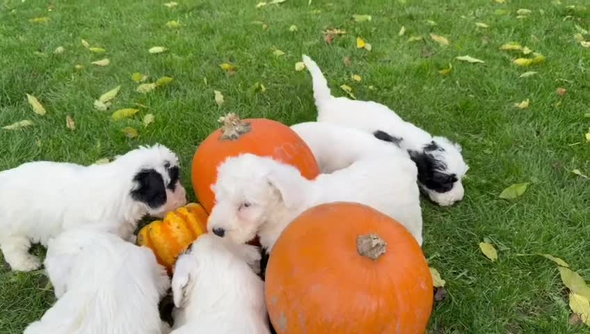 Sealyham Terrier dogs for sale: Stunning KC Litter Of Sealyham Terriers - Video 1