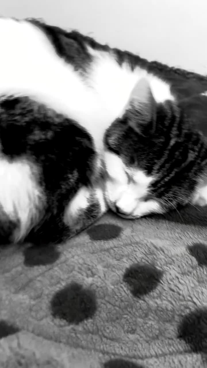 Domestic Shorthair cats for sale: Kitten for sale  - Video 2