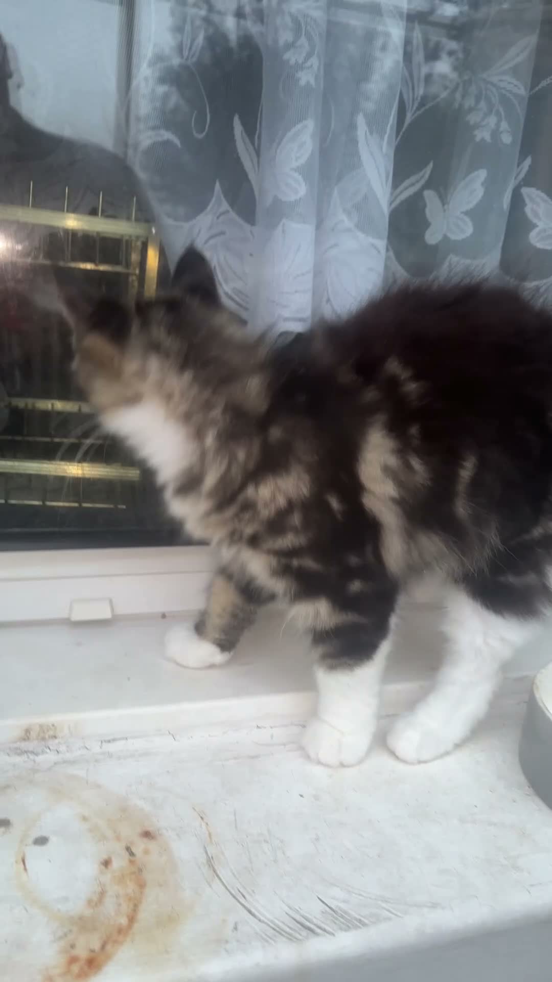 Maine Coon cats for sale: Stunning Mainecoon Kittens  - Video 2