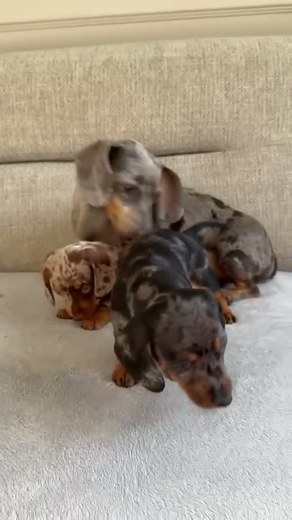 Miniature Dachshund dogs for sale: Miniature dachshunds in Ipswich - Video 1