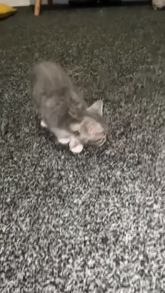 British Shorthair cats for sale: Grey and White Kitten - Video 2