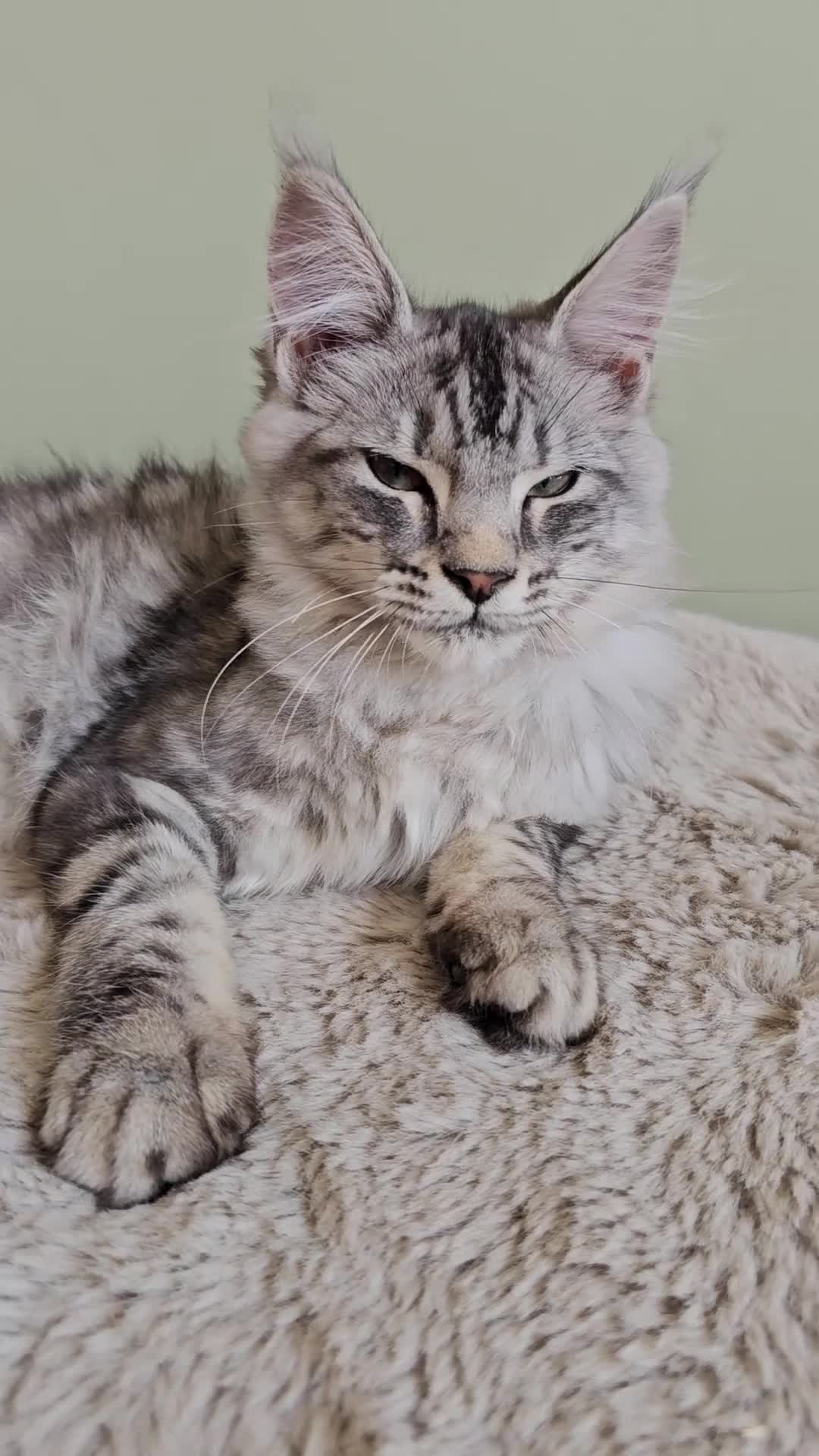 Maine Coon cats for sale: Beautiful Maine Coon kittens  - Video 3