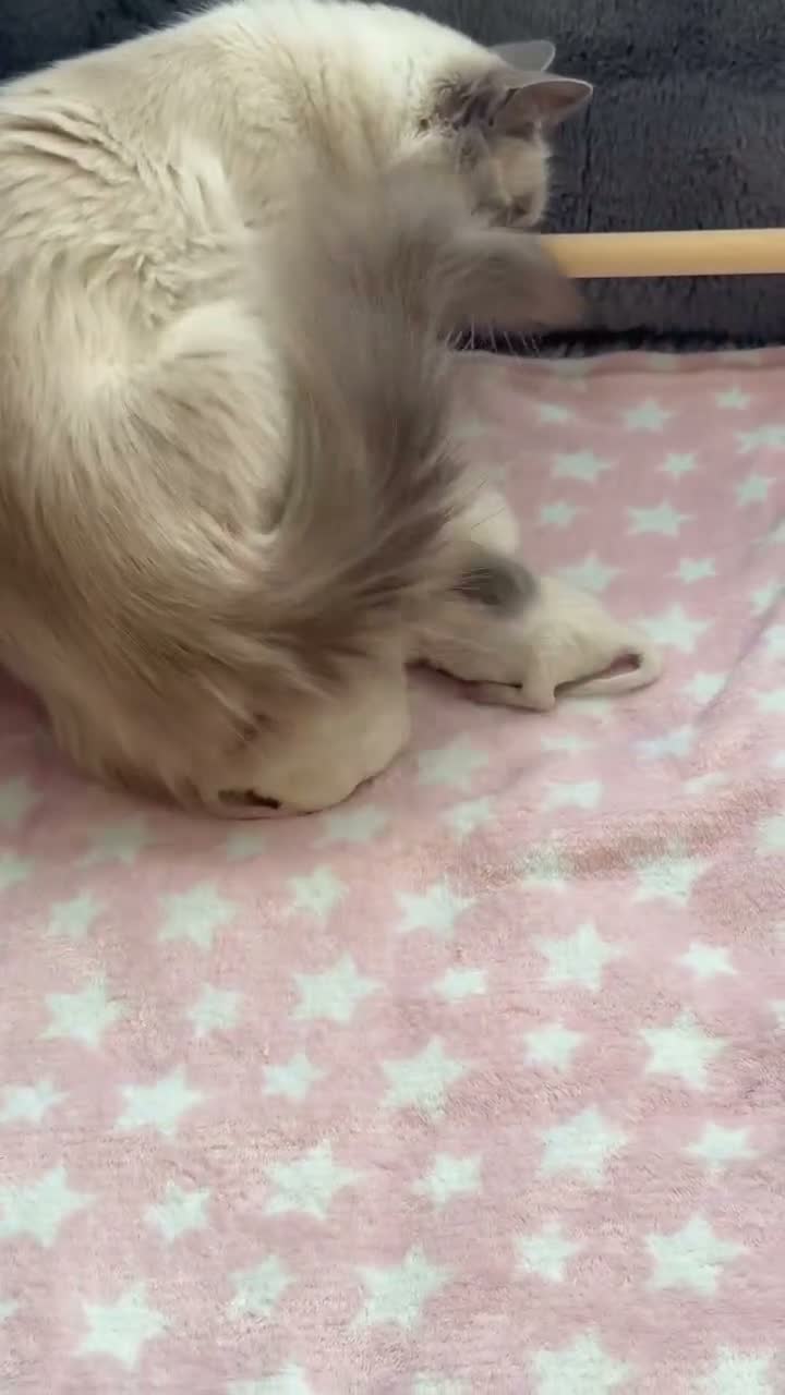 Ragdoll cats for sale: 🐾 Purebred Ragdoll Kittens – Available to Reserve - Video 1