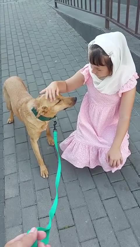 Mixed Breed dogs for adoption: 💖🐶 KURKUMA -1.5-year-old girl, medium-sized🐶💖 - Video 1